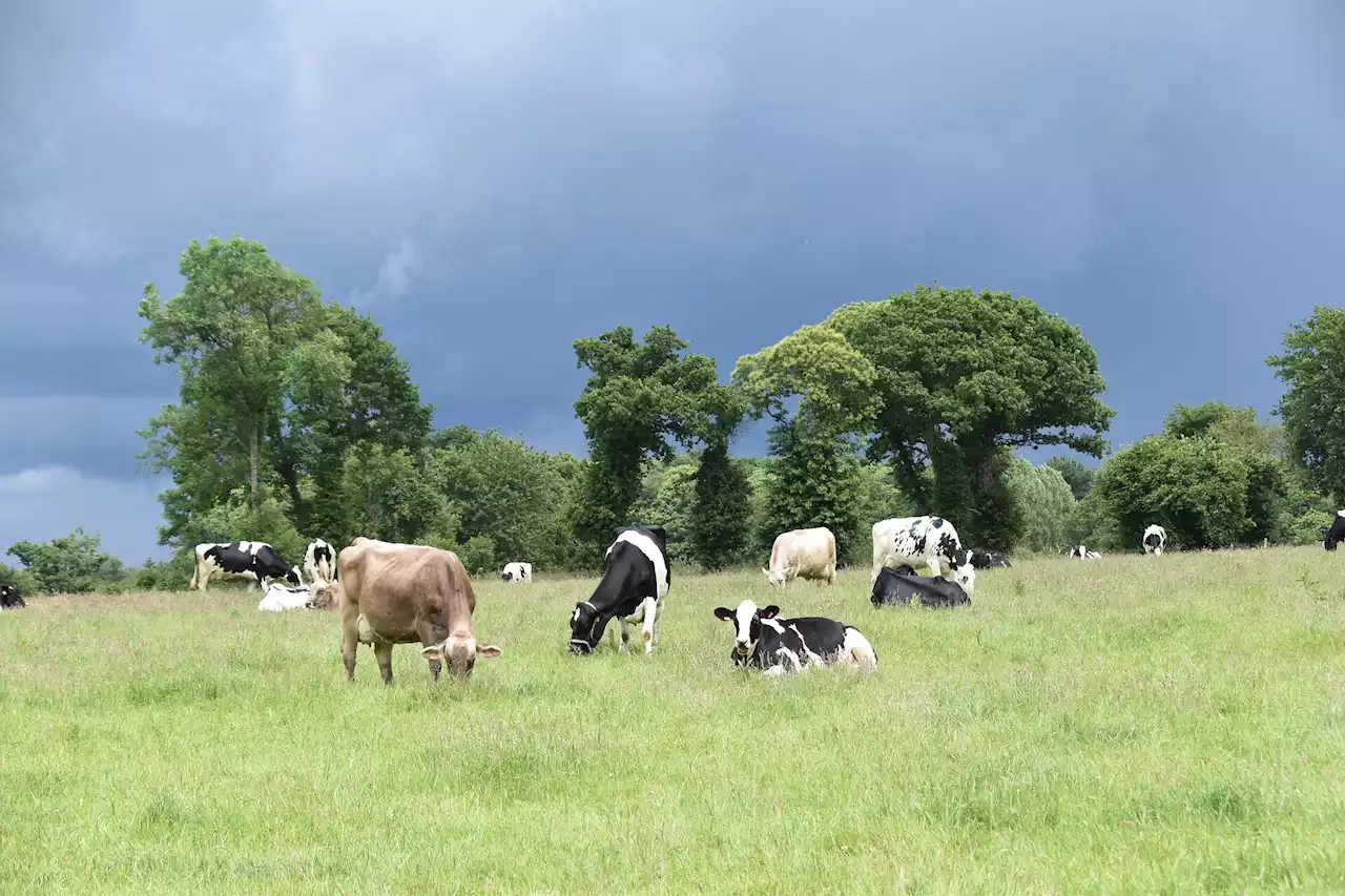 Noncoding DNA explains a majority of the heritability of dairy cattle traits, like milk production and fertility: Study