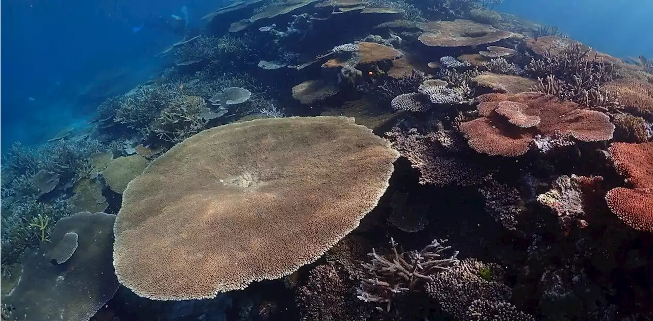 Remote Pacific coral reef shows at least some ability to cope with ocean warming: Study