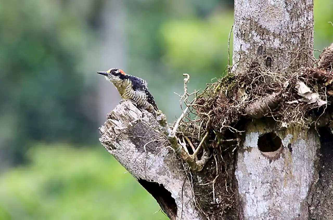 Study shows deforestation limits nesting habitat for cavity-nesting birds