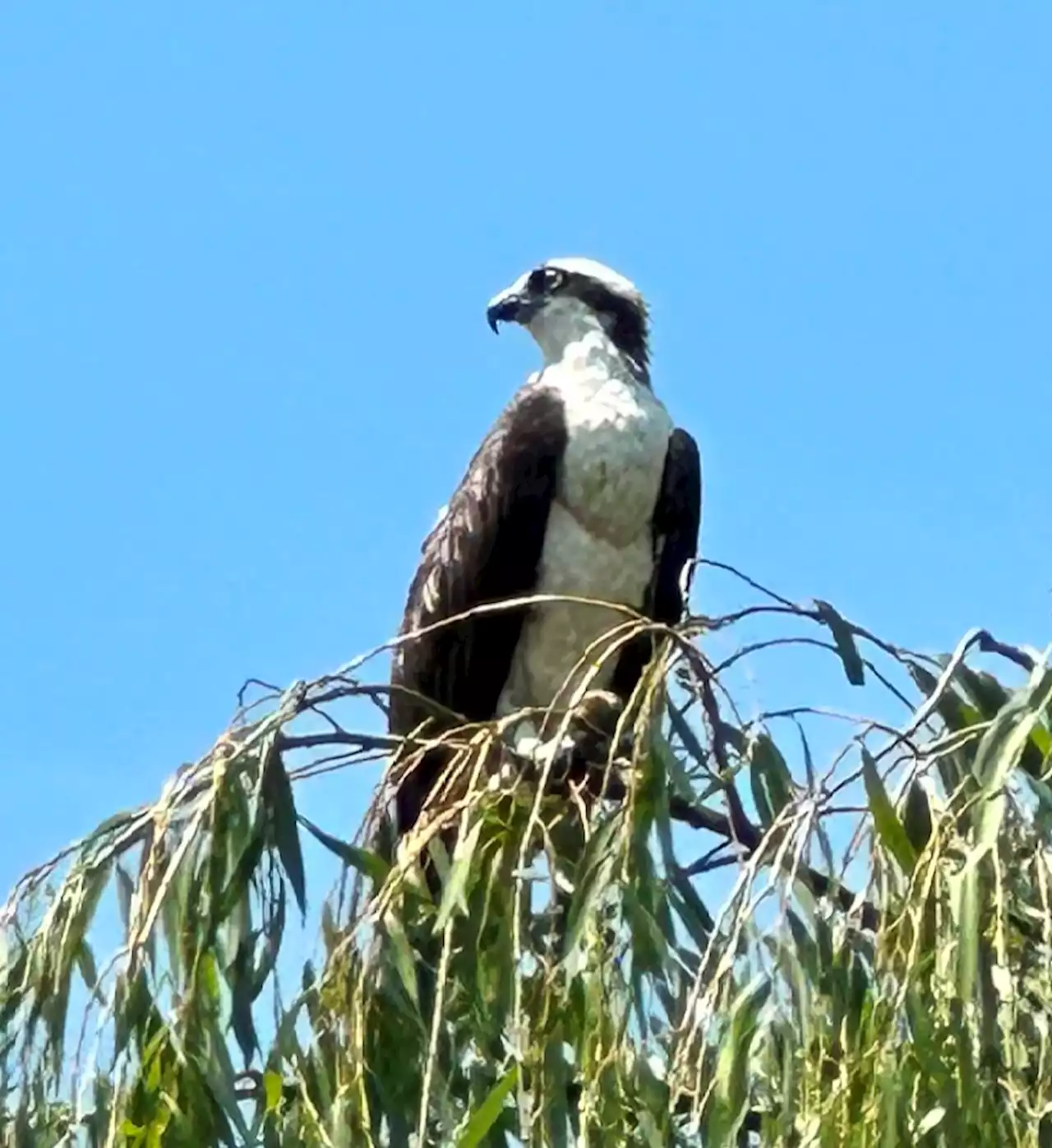 Today* in Hawks*** around Town