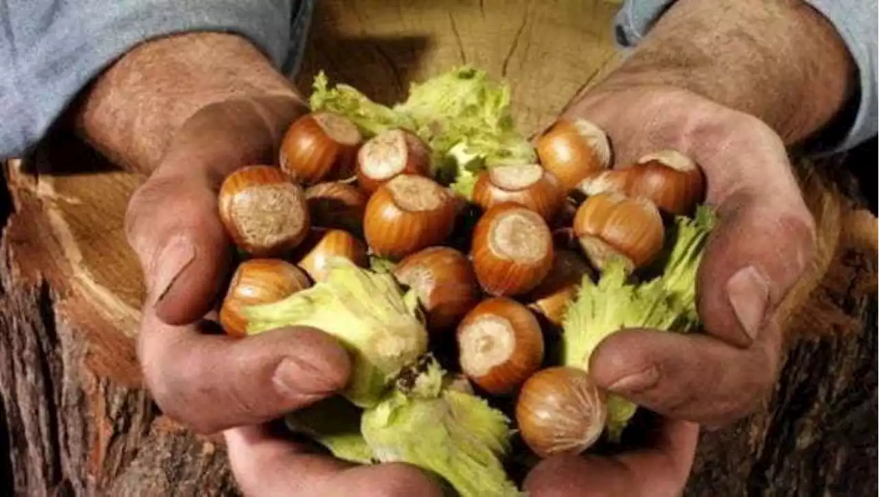 La nocciola tonda gentile è la migliore del mondo: le ricette salate e dolci