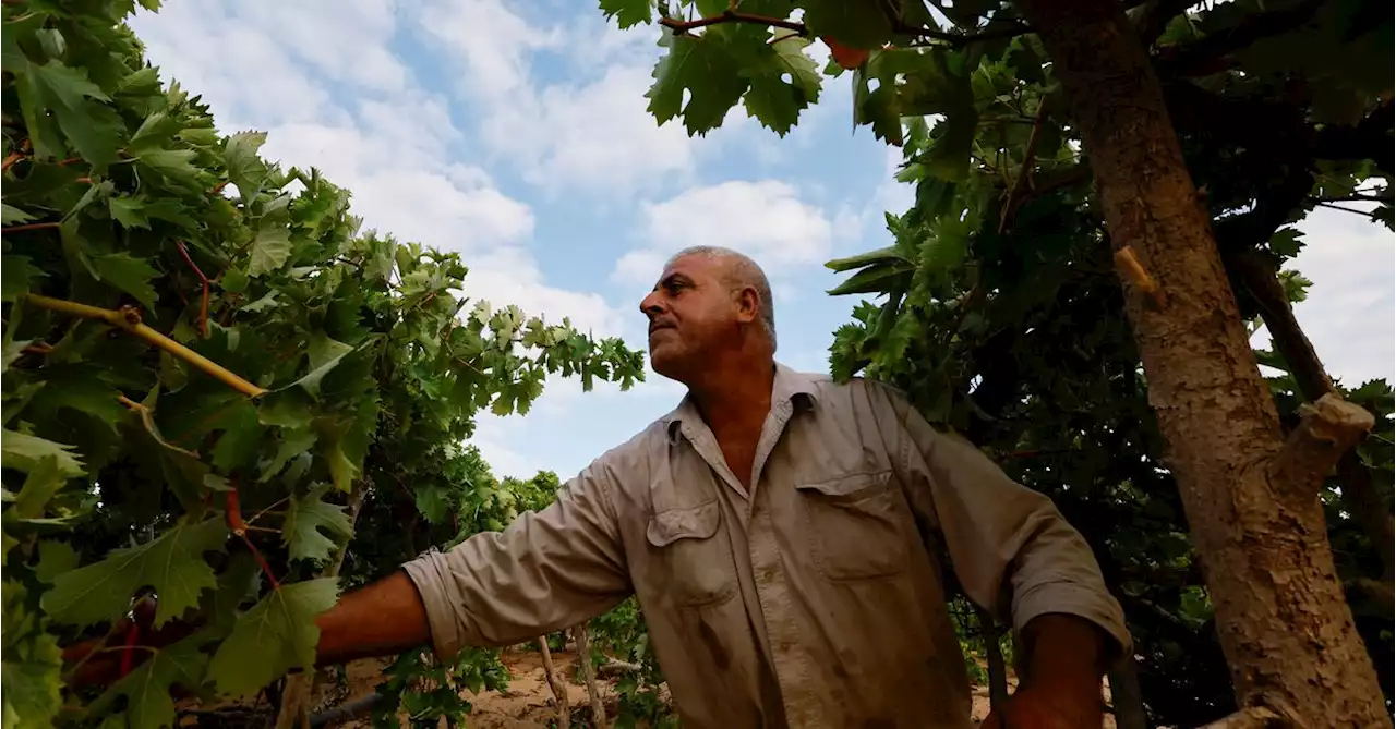 Gaza grape harvest hit by too much sun, not enough rain