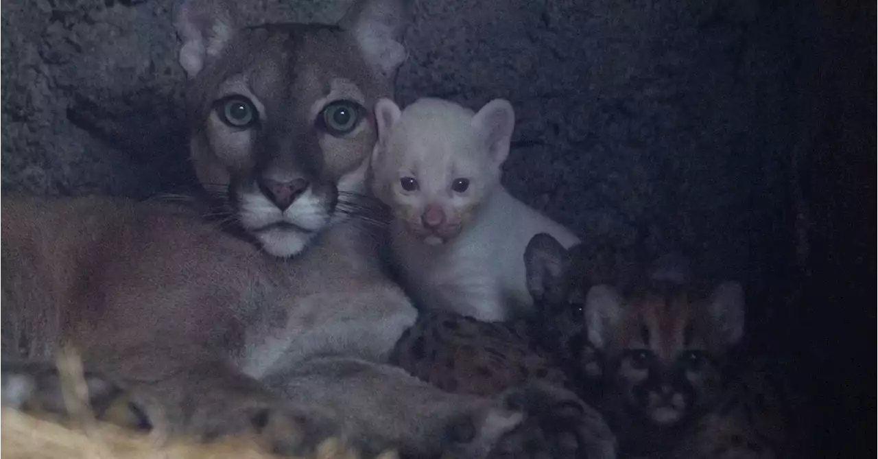 Puma gives birth to rare albino cub in Nicaragua