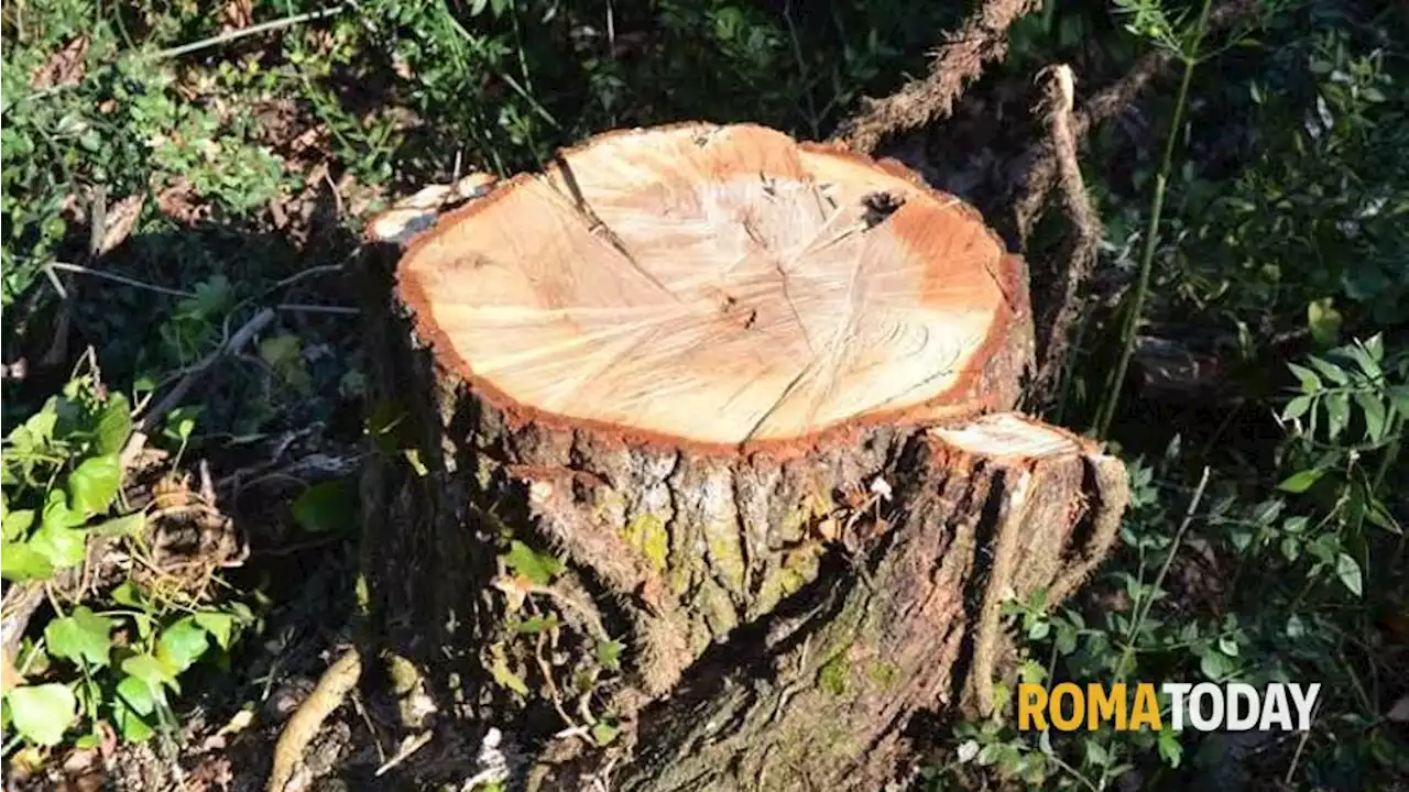 Motoseghe in funzione anche in agosto: in centro tagliati oltre 50 alberi