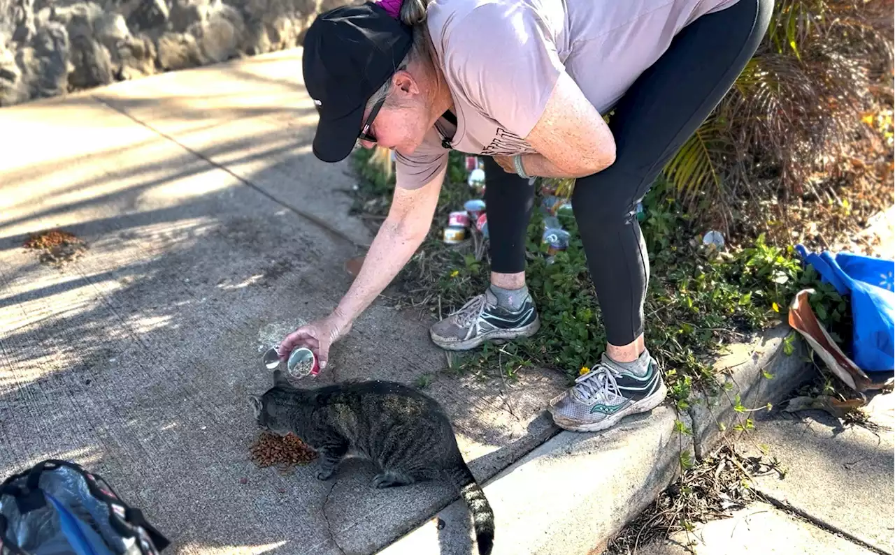 In Lahaina, one resident's daily trip to her burnt-out home to feed her cats