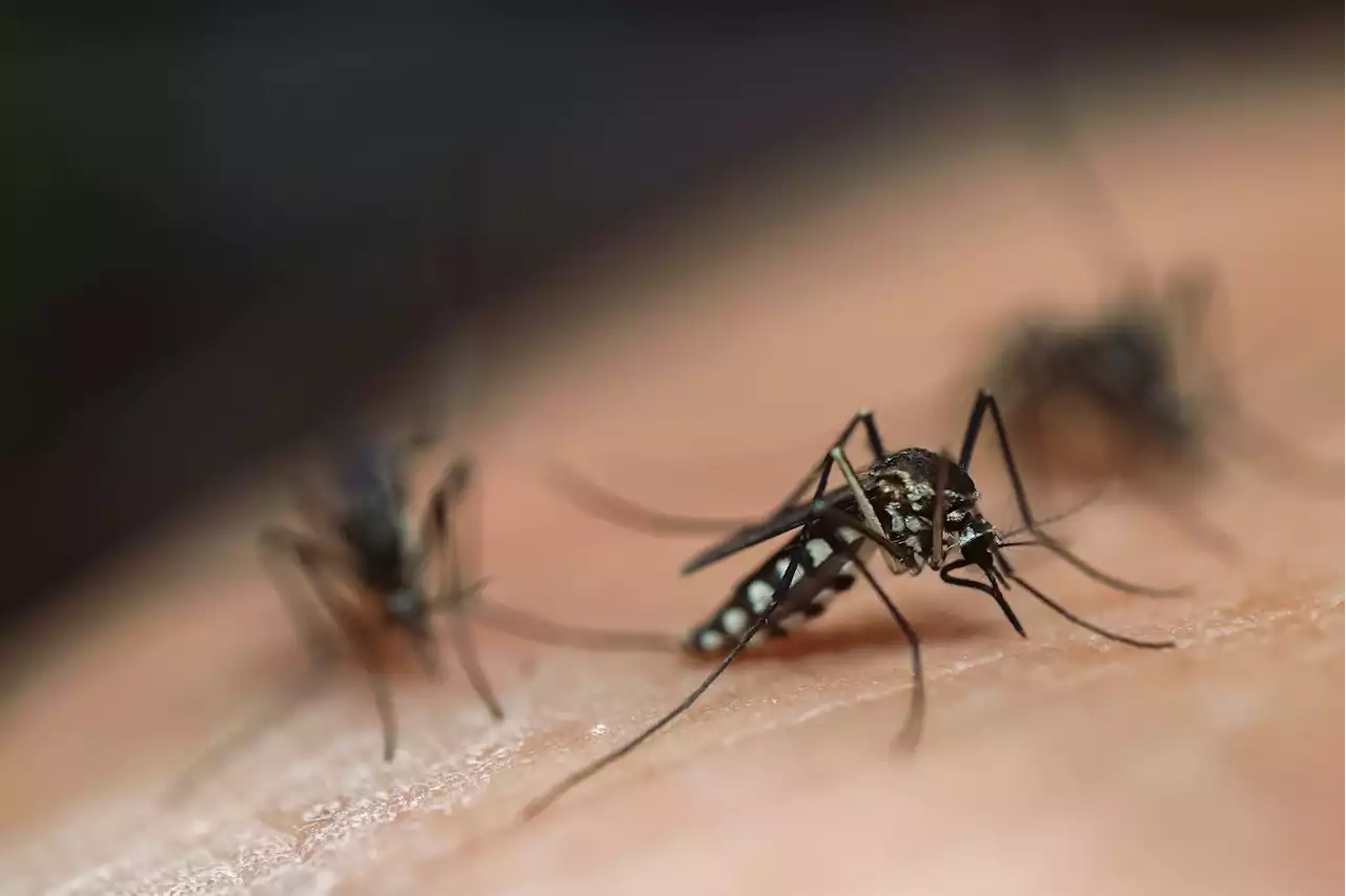 Une île française touchée par une épidémie de dengue