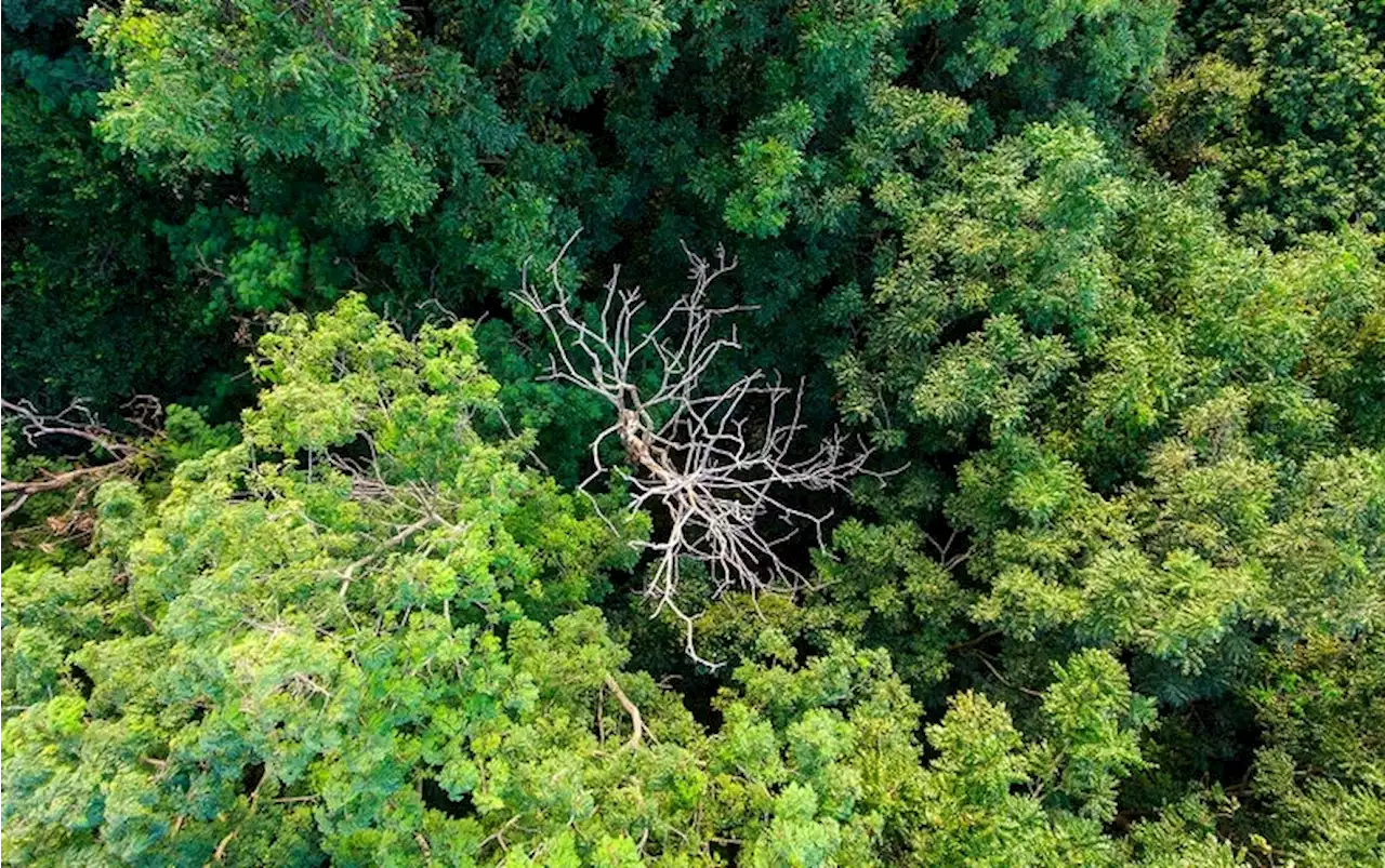 Tropical Forests May Be Getting Too Hot for Photosynthesis