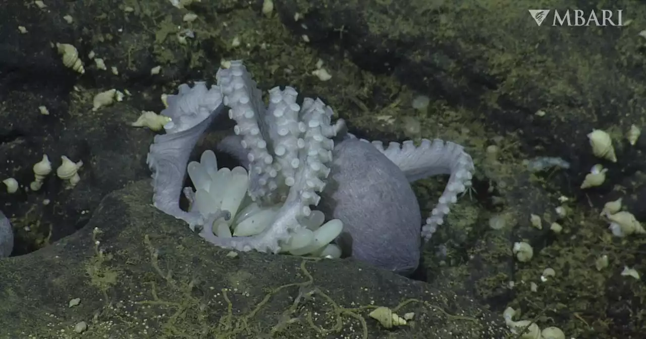 Deep-sea 'hot tubs' help octopus moms hatch their eggs faster