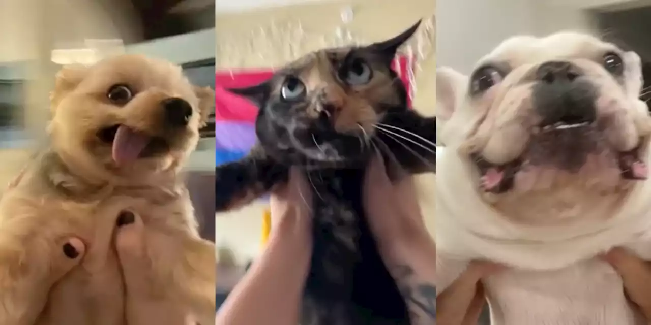 A TikTok Trend Where People Spin Their Pets to Taylor Swift's 'August' Is Getting Backlash