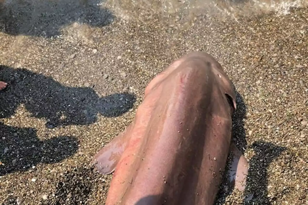 Salerno, trovata carcassa di uno squalo vacca sulla spiaggia a Sapri