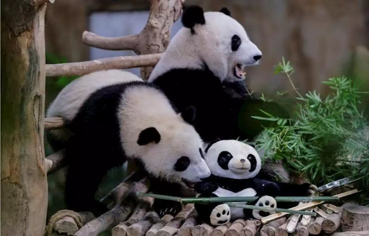 Pandas Yi Yi and Sheng Yi to be sent back to China on Aug 29