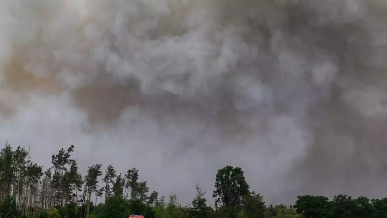 Waldbrände 'noch keine Großgefahr' in Rheinland-Pfalz