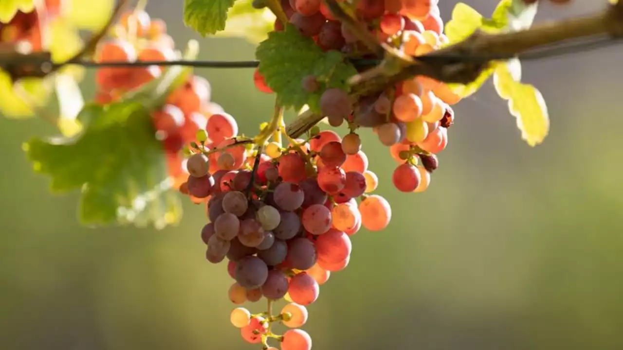 Weinlese in Sachsen eröffnet: Chancen für guten Jahrgang