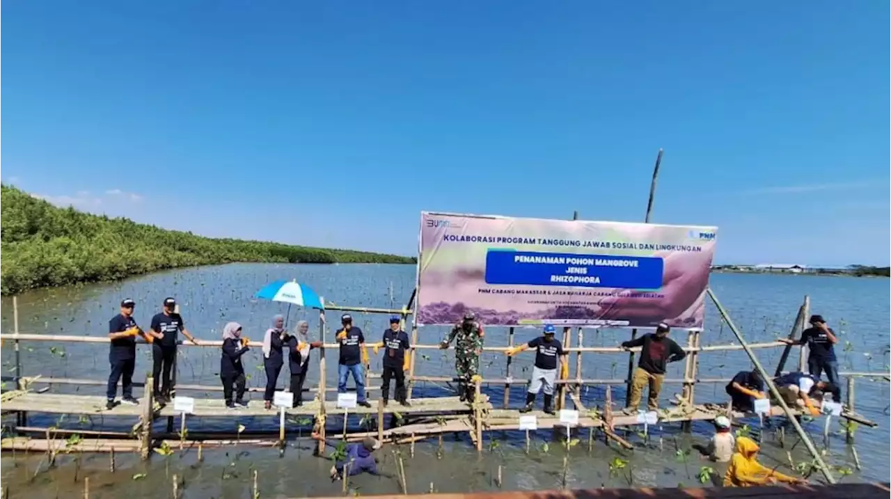 Rayakan HUT RI ke-78, PNM Tanam 22.000 Pohon Mangrove untuk Bantu Tekan Polusi &amp; Stabilkan Ekosistem Pesisir