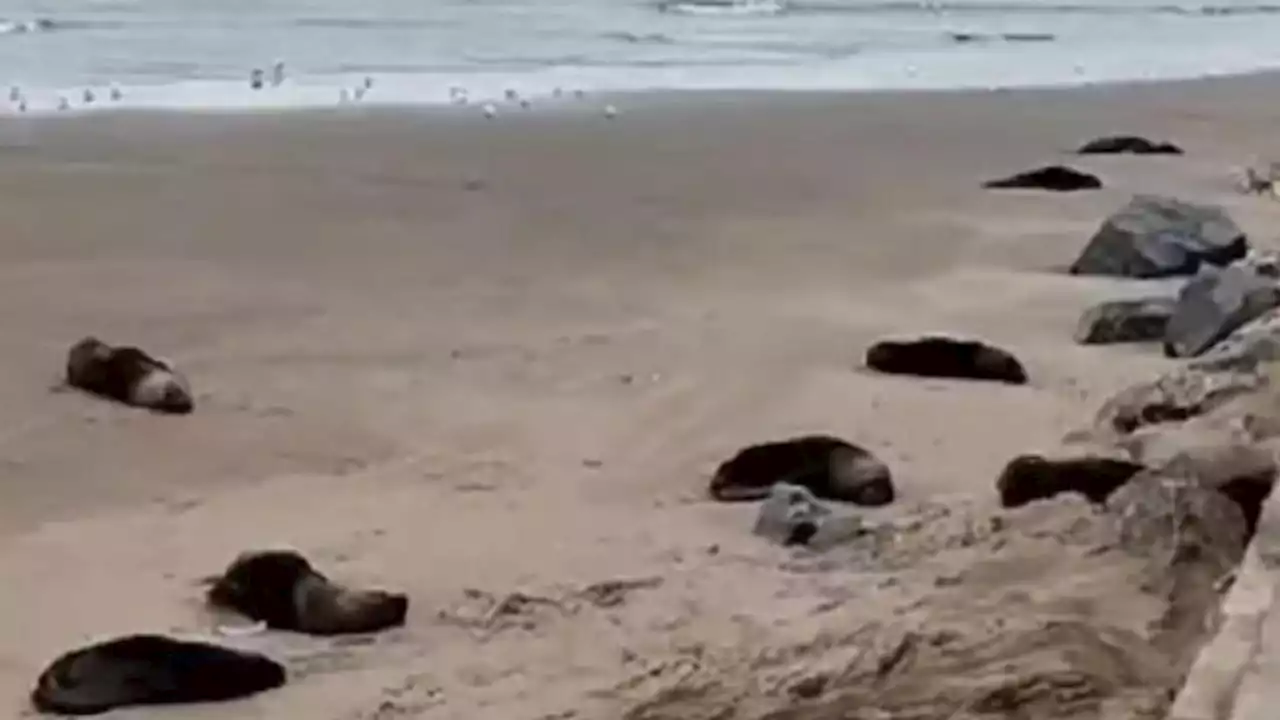 Necochea: investigan si la muerte de 40 lobos marinos fue por un brote de influenza aviar