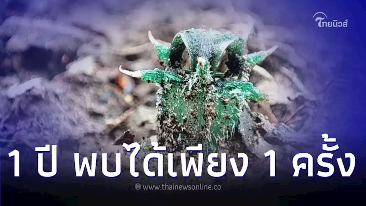 พรรณไม้เกียรติประวัติไทย 1 ปี พบเพียงครั้งเดียวที่ดอยหัวหมด