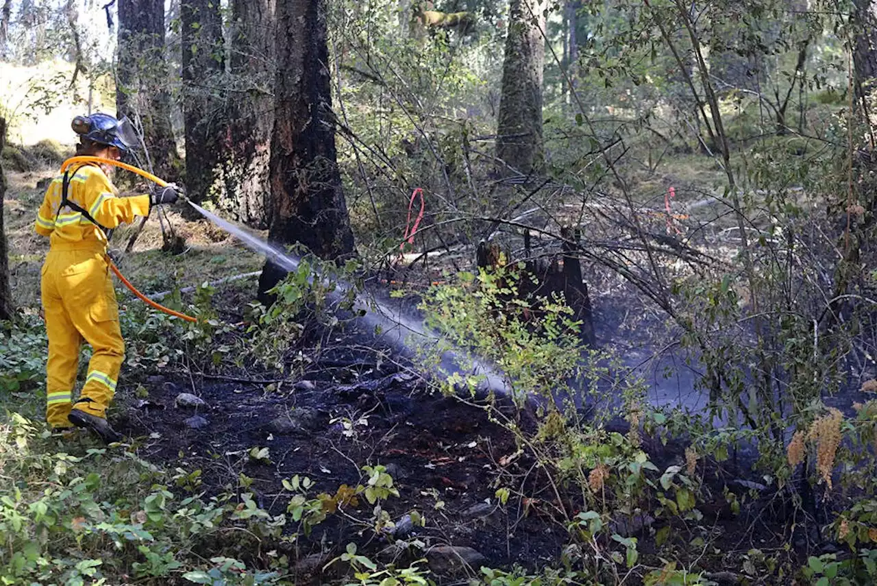 'Forest was ablaze': Fire in Thetis Lake park sparks call for shutdown