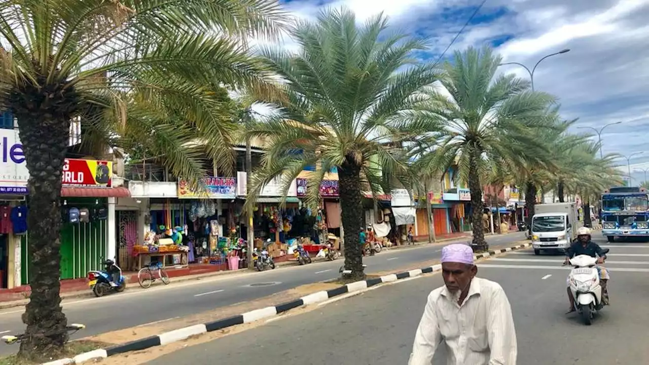 Eco-mission grows Iraq's greenery via date palm planting efforts