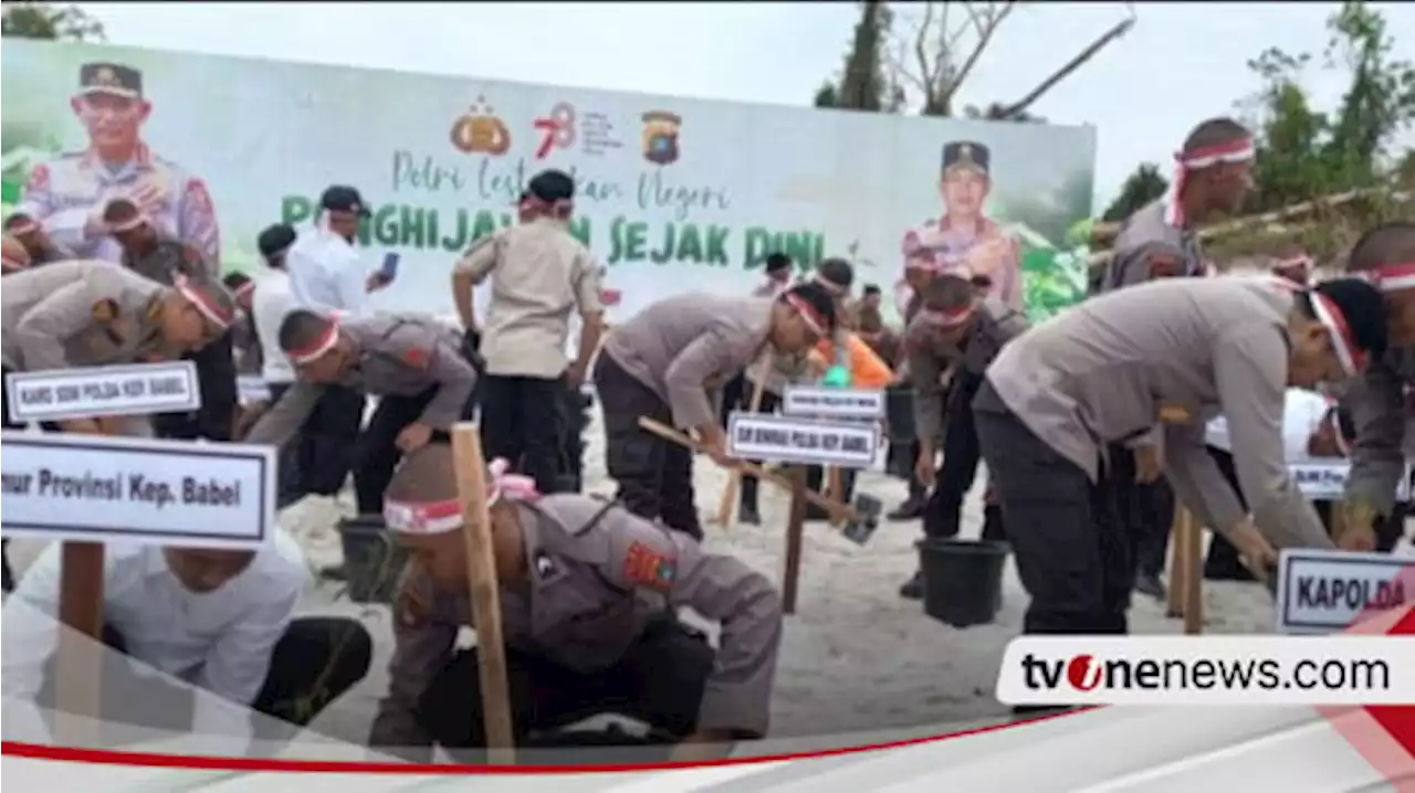 Lahan Bekas Tambang Timah di Bangka Belitung Ditanami Bibit Pohon Kayu Putih