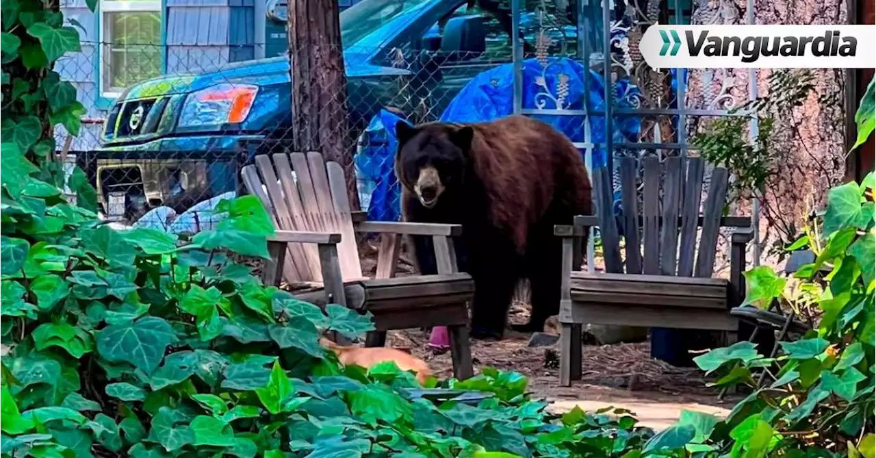 Oso ataca a un niño en el jardín de su casa en Nueva York: Policía tuvo que matar al animal