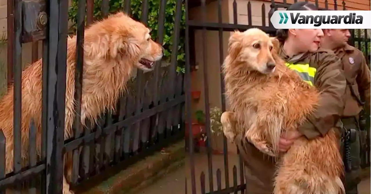 Video: Rescatan a perrita que familia abandonó en medio de las inundaciones en Chile