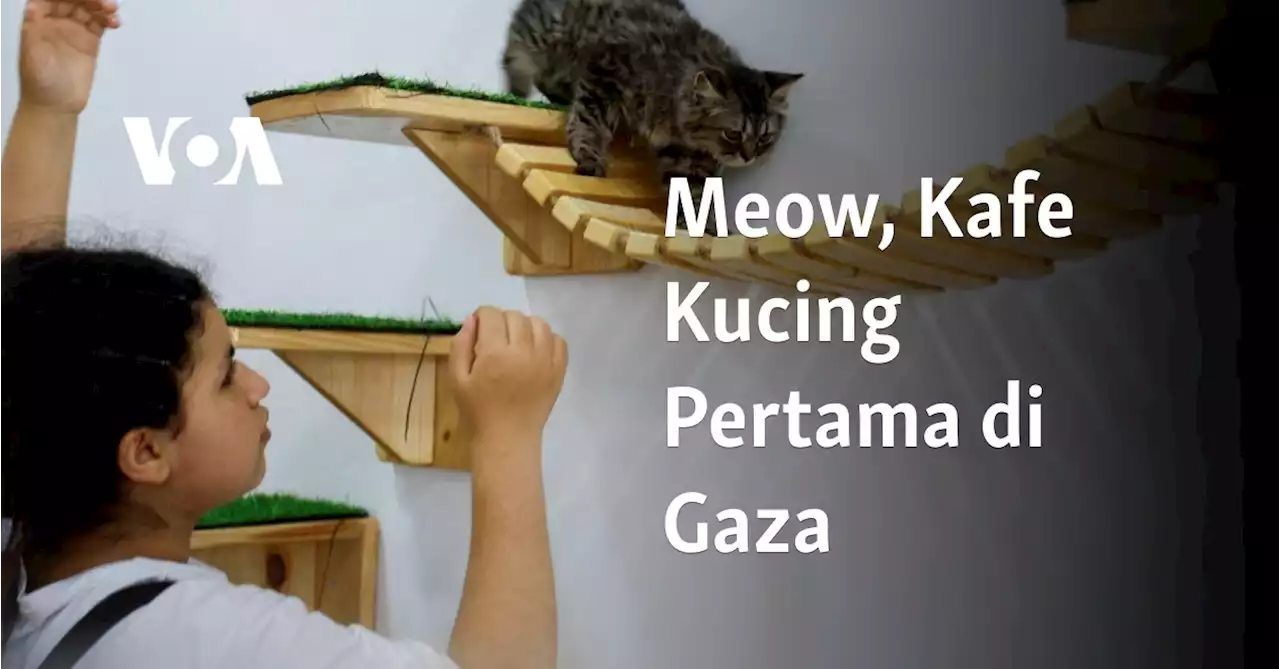 Meow, Kafe Kucing Pertama di Gaza