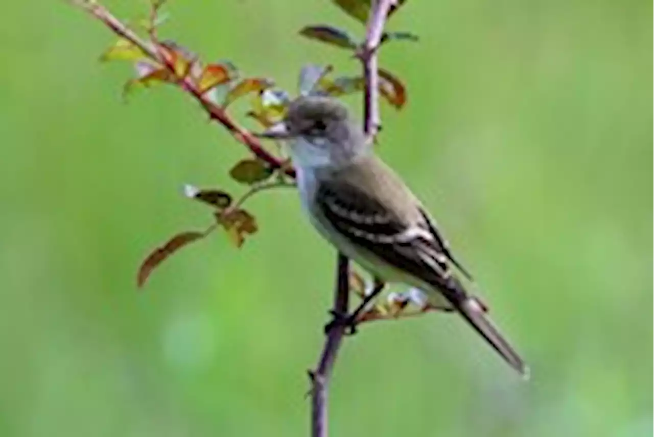 This songbird’s genes may show how climate change has sped up evolution