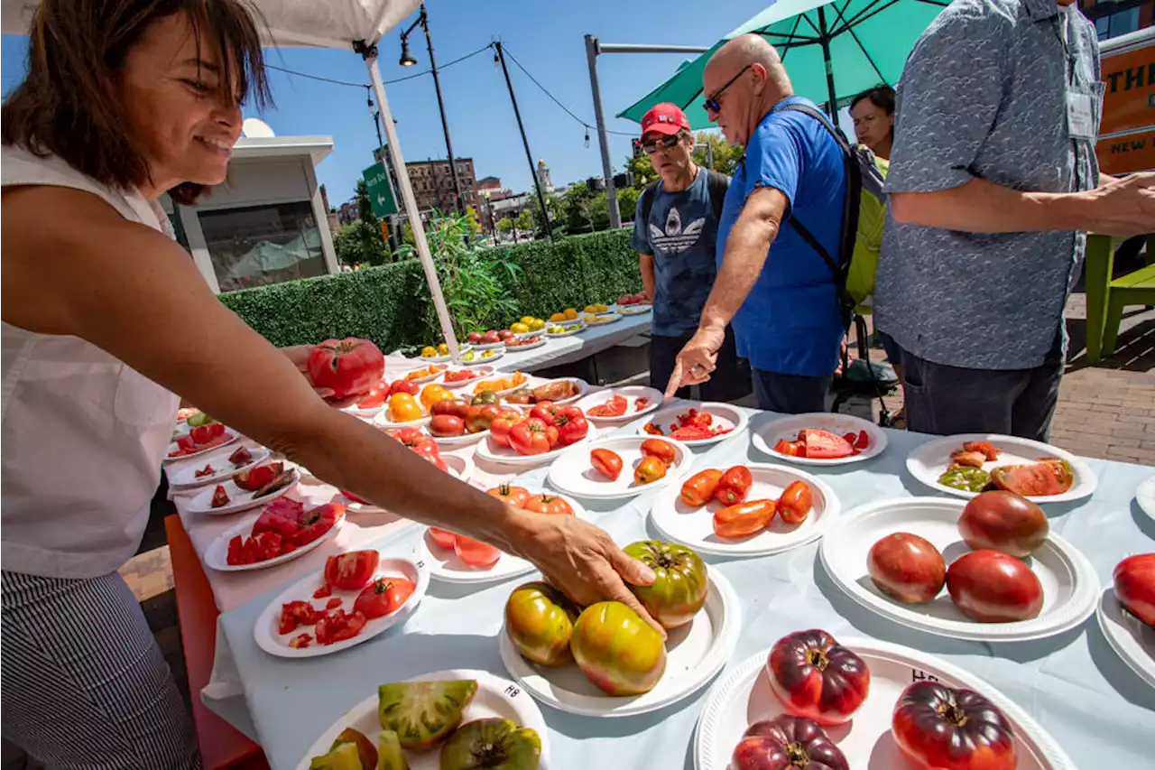 Despite this season’s challenges, Massachusetts growers show off in annual tomato contest