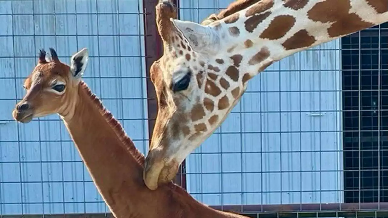 Erstmals seit 1972: Fleckenlose Giraffe in den USA geboren