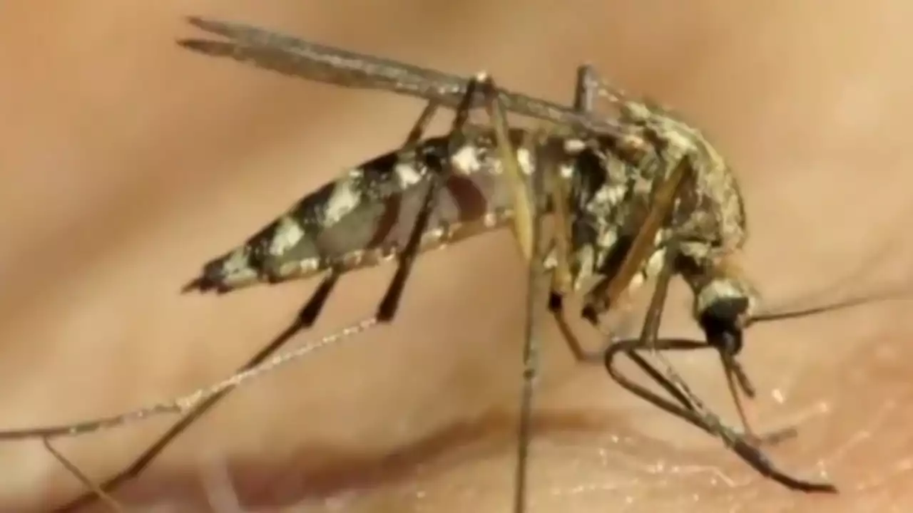 IDPH announces Cook County resident is 1st Illinois death from West Nile virus in 2023