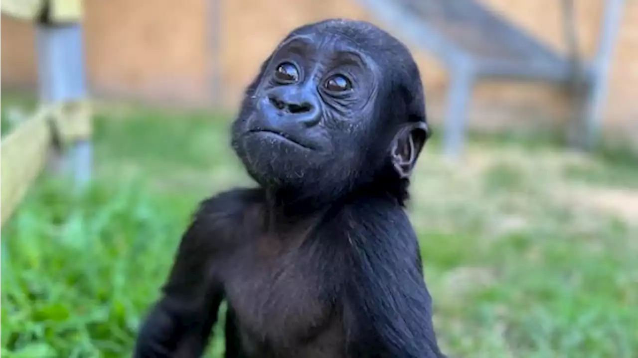 Hand-raised gorilla Kaius reunited with primate family at Mogo Wildlife Park