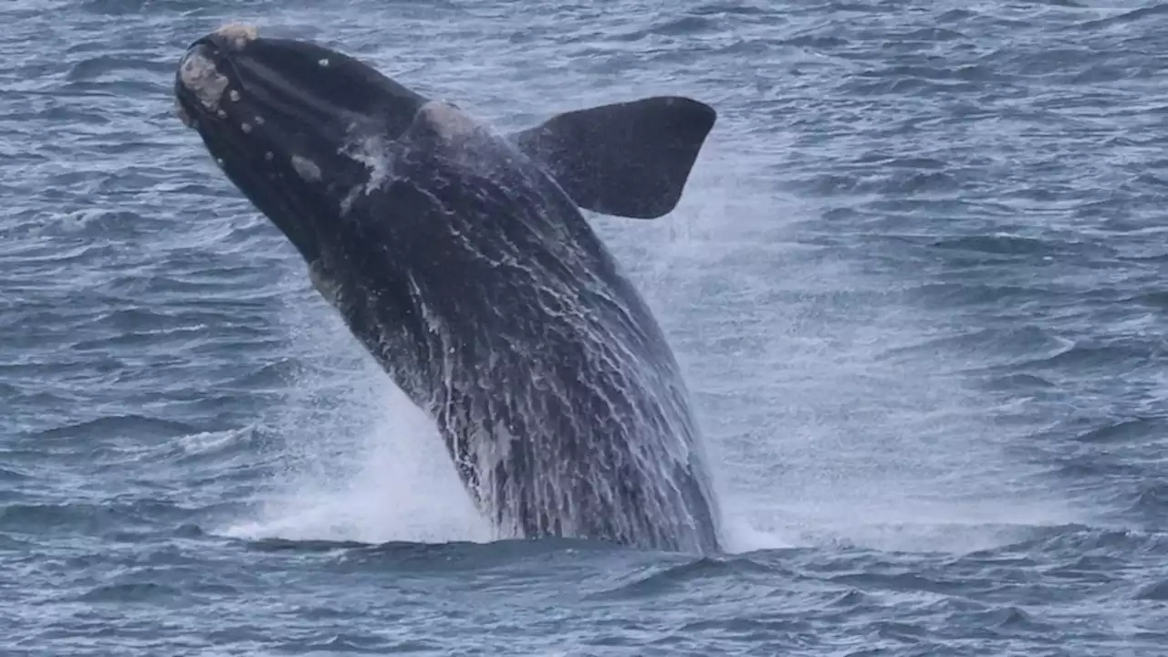 Risk to endangered whales from offshore wind farms largely unknown, researchers say