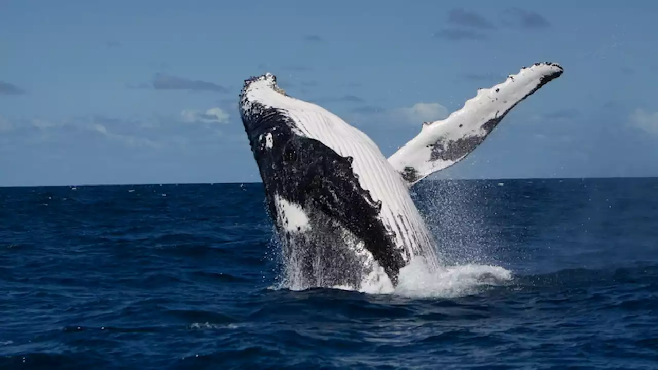 Traditional owner mounts legal challenge on gas giant as scientists say seismic blasting could impact whales