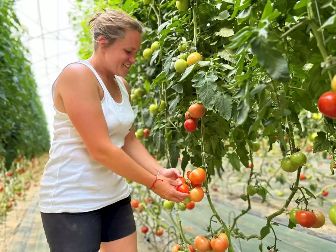 Essonne : direction la Cueillette de Torfou pour récolter soi-même ses fruits et légumes