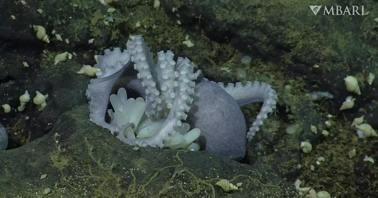 Scientists uncover the secret of the deep-sea ‘octopus garden’