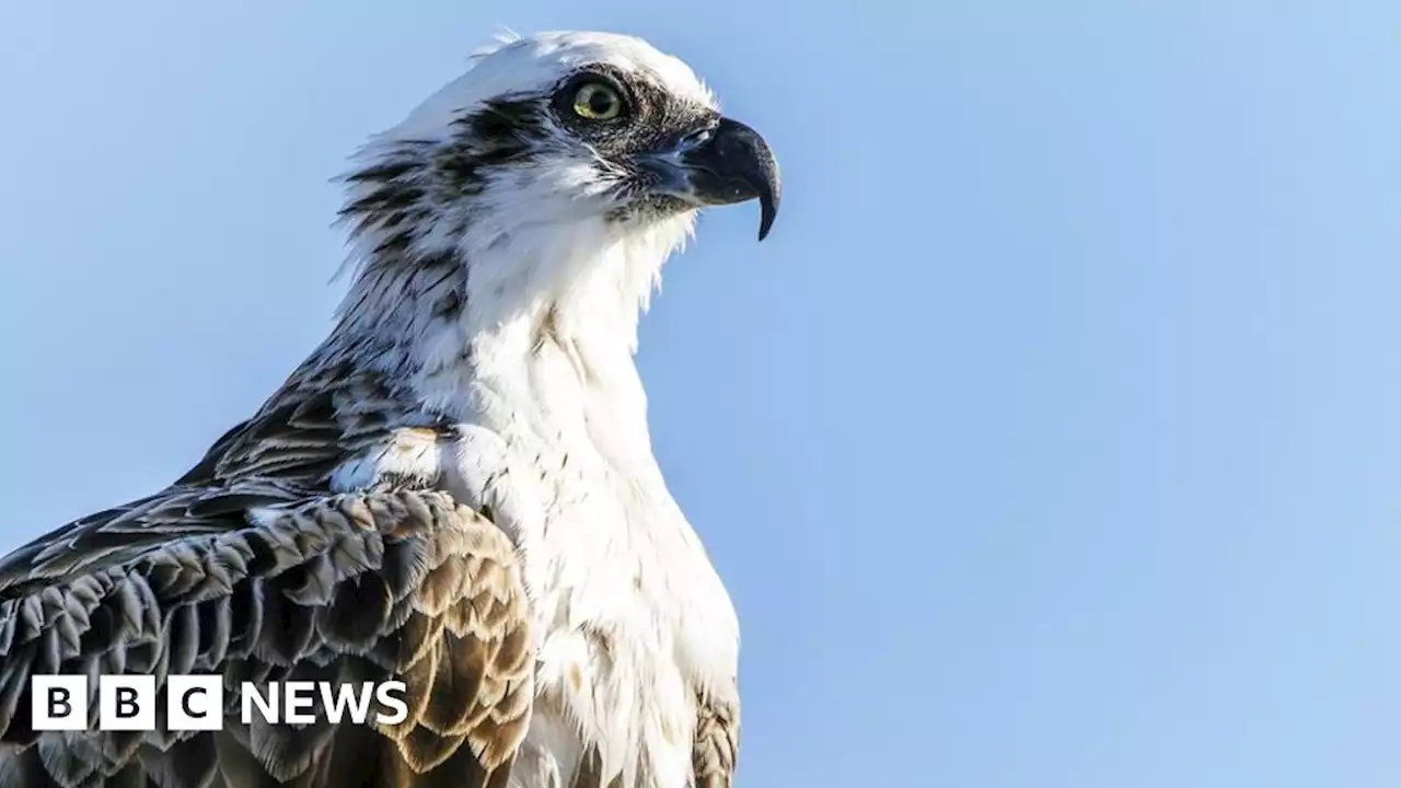 Ospreys: First breeding pair in Ireland for centuries