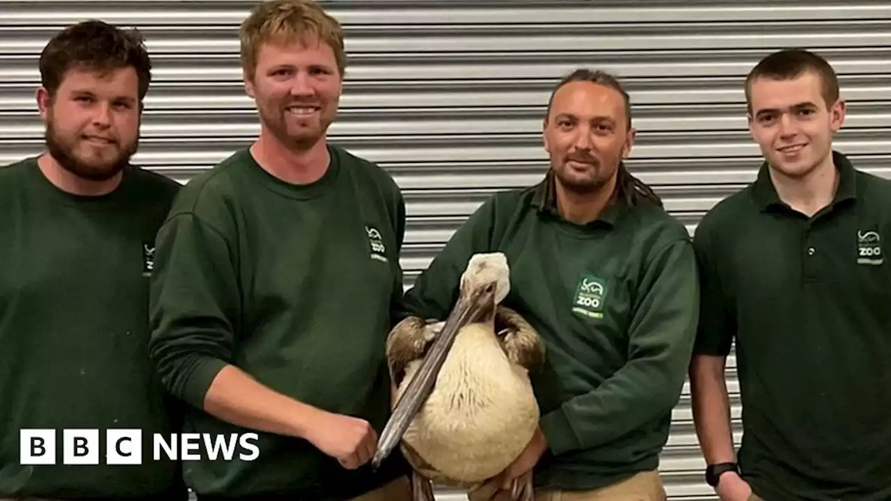 Blackpool Zoo: Missing pelican found 65 miles away