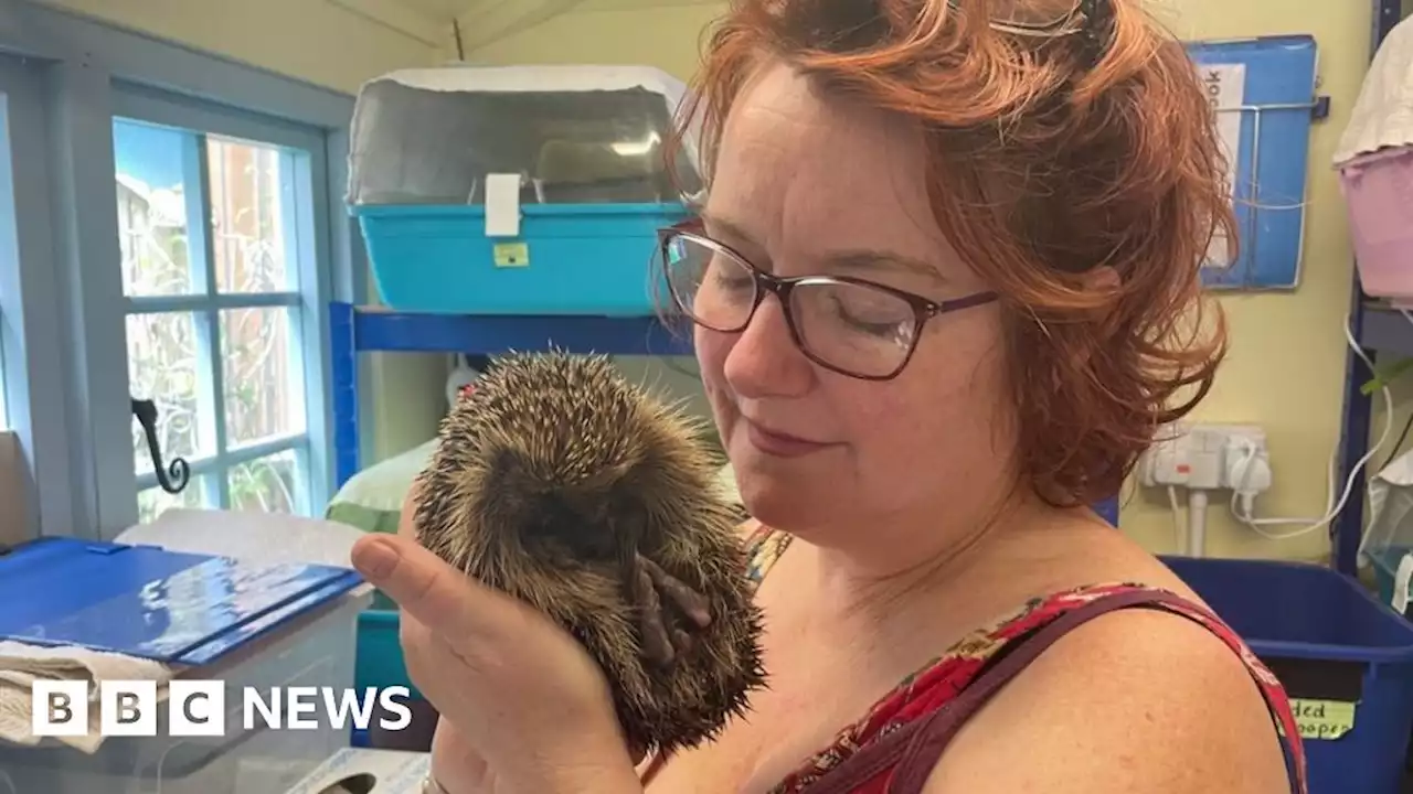 Damp weather and slugs causes hedgehog charity to struggle