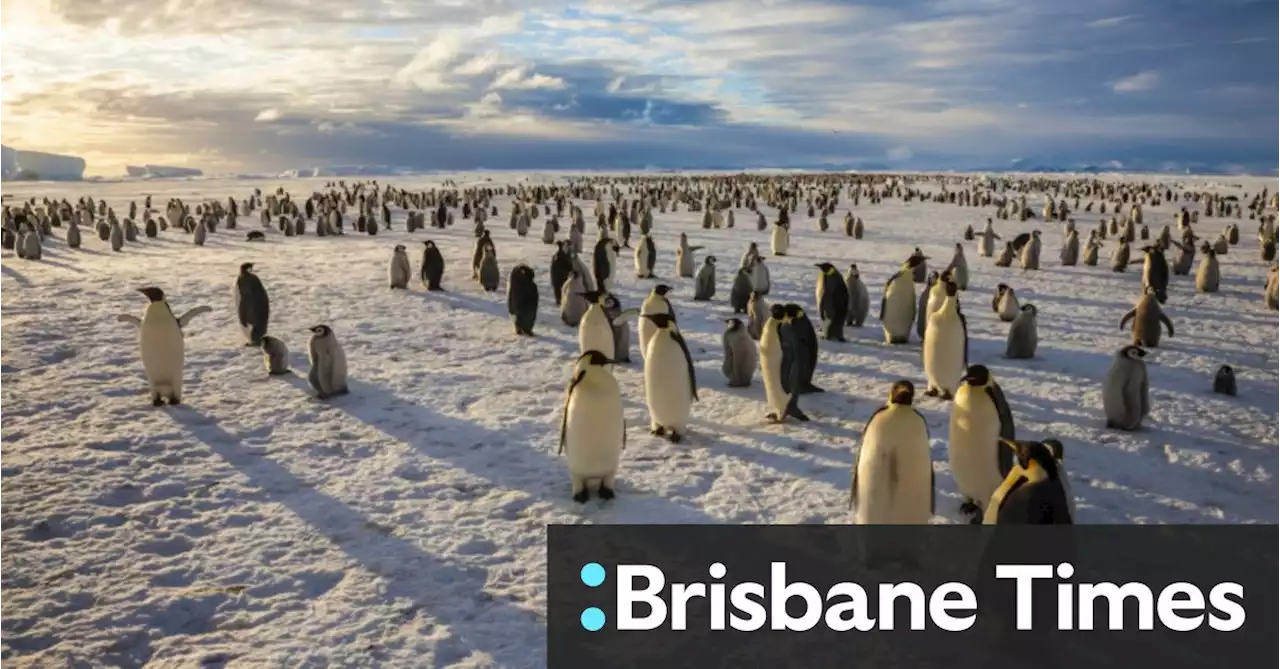 Not a single emperor penguin chick survived spring in parts of Antarctica