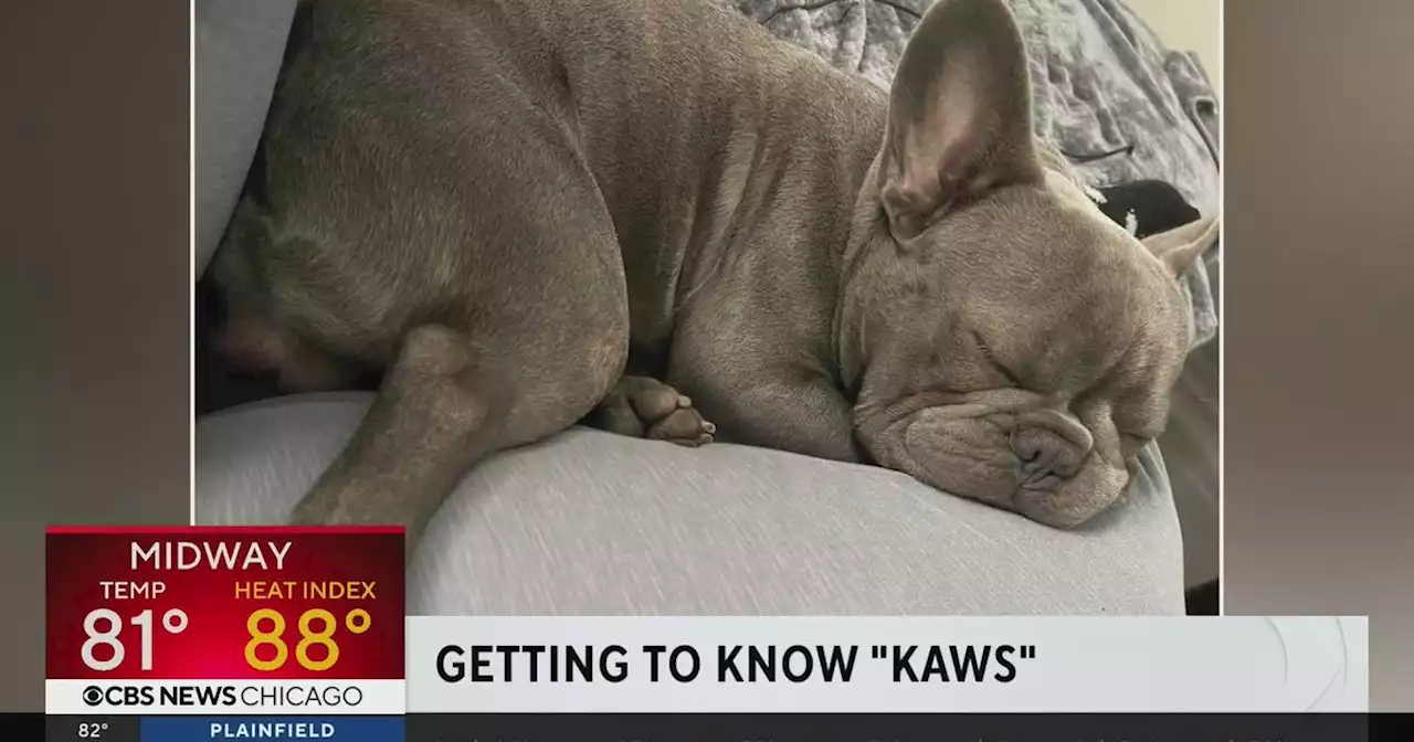 Meet the CBS 2 morning team dogs ahead of The Great American Dog Show