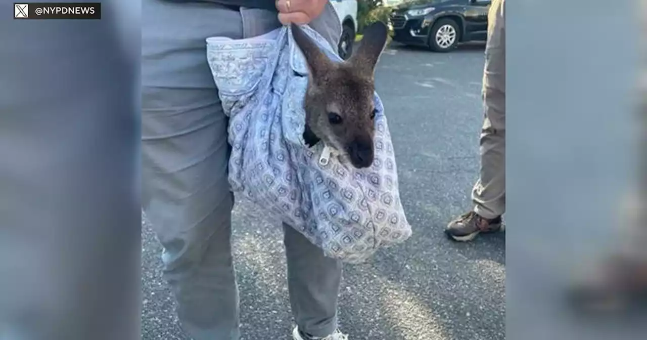 Wallaby confiscated on Coney Island Boardwalk now receiving care on Long Island