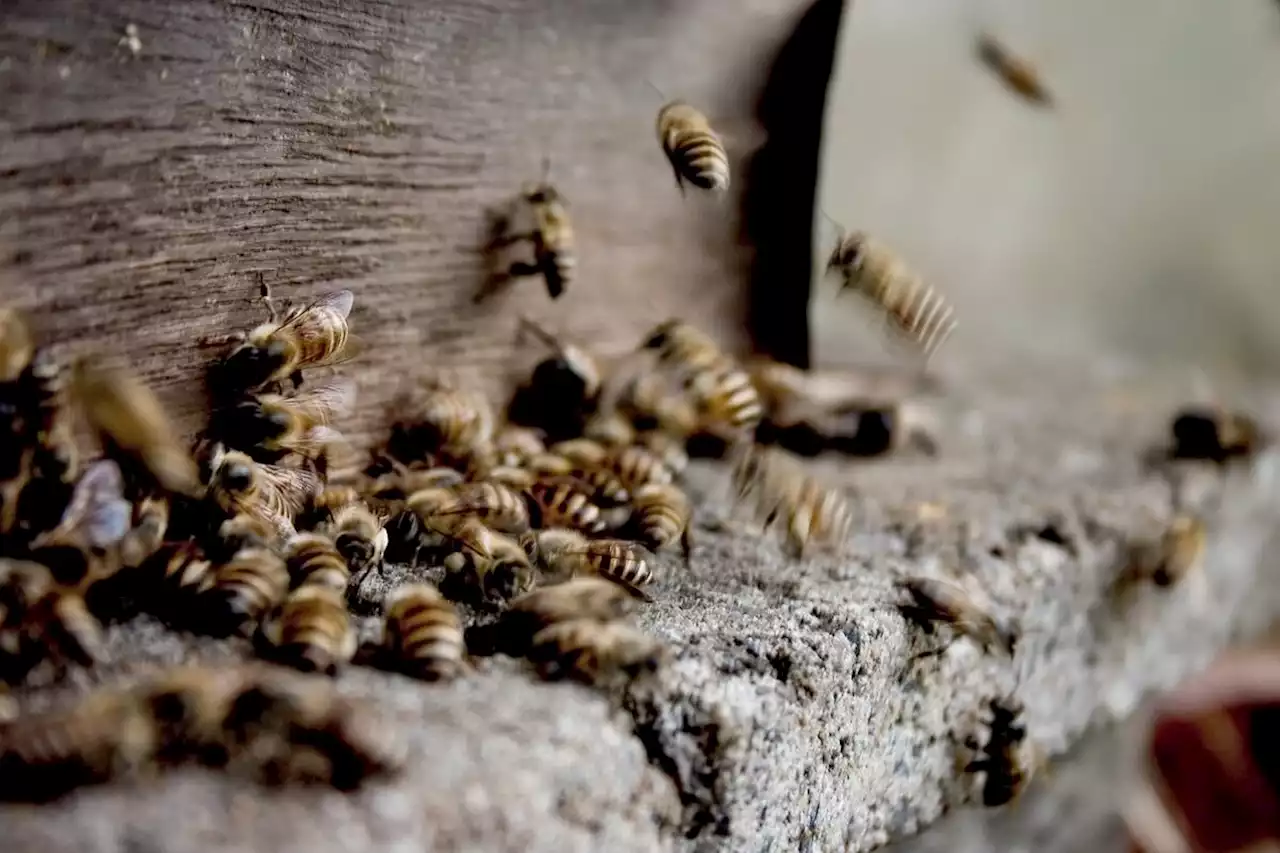 Guyane : la baignade tourne à l’horreur, des abeilles tueuses en cause