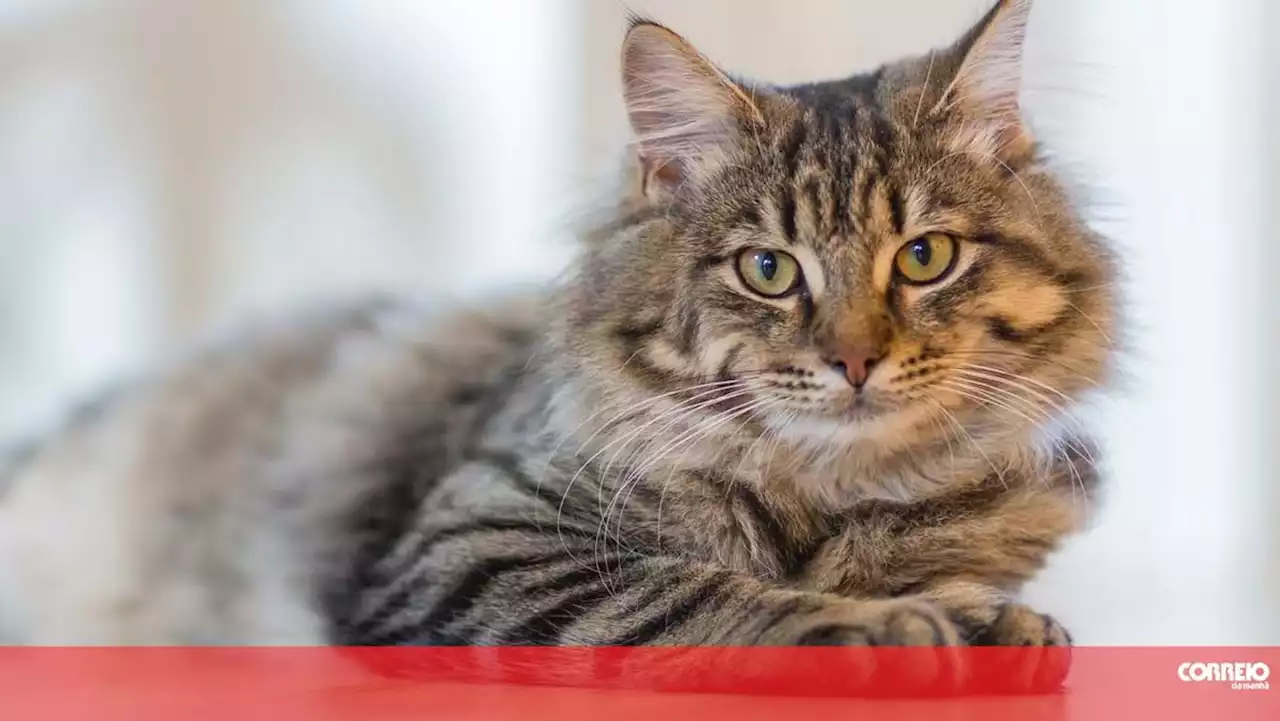 Dois gatos bebés viajaram de forma clandestina desde Portugal até ao Reino Unido