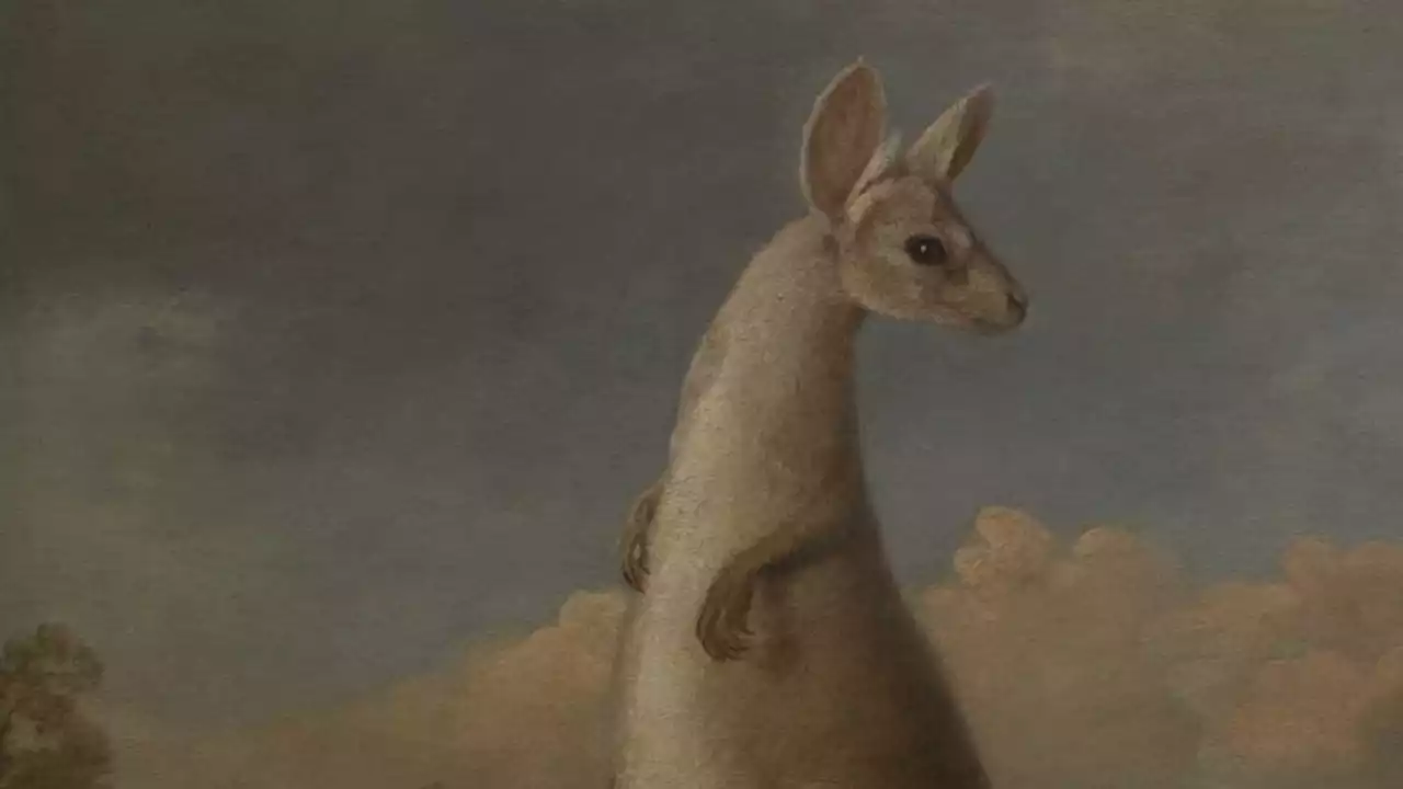 Why the first European paintings of Australian animals look so alien to our eyes