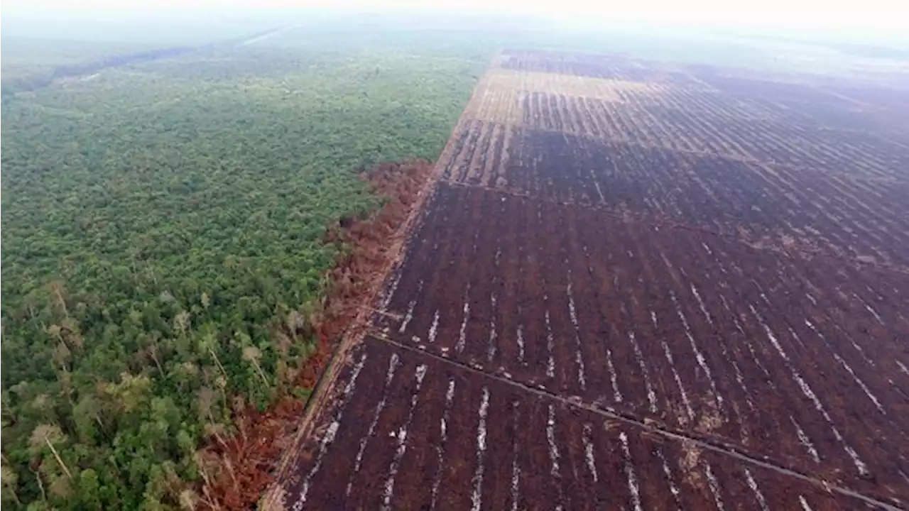 700 Perusahaan Masih 'Abaikan' Perintah Lapor Lahan Sawit ke Luhut