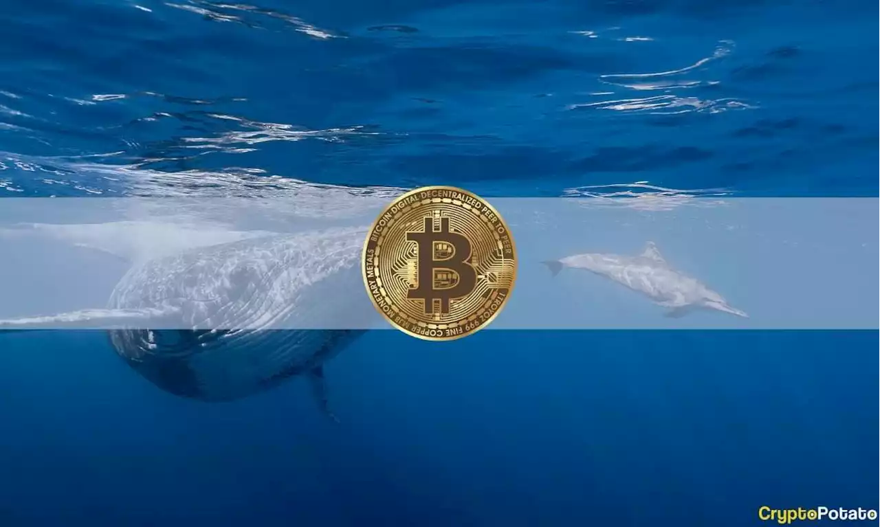 Whales and Sharks Accumulated $300 Million in BTC Since the Mid-August Crypto Crash