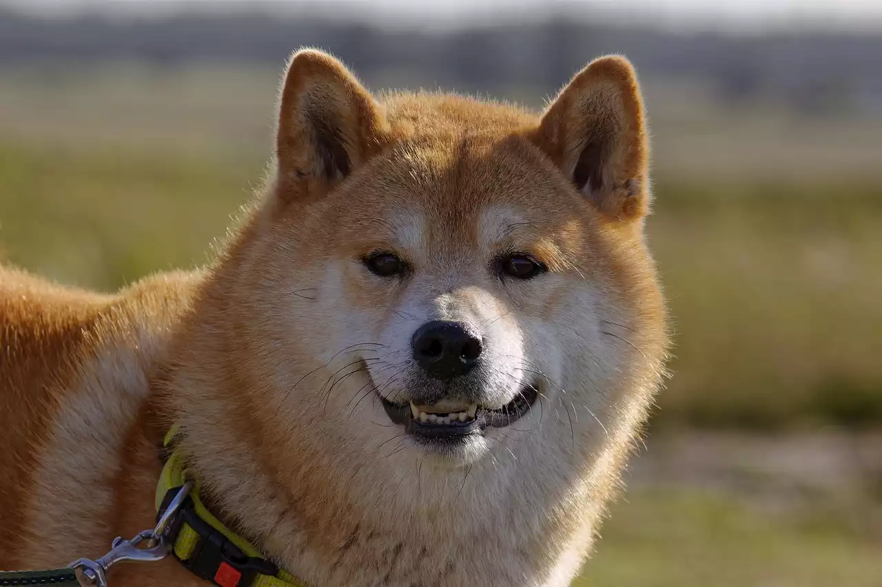 Shiba Inu weiterhin in bearischem Trend gefangen - könnte dieser neue Coin eine Alternative sein?