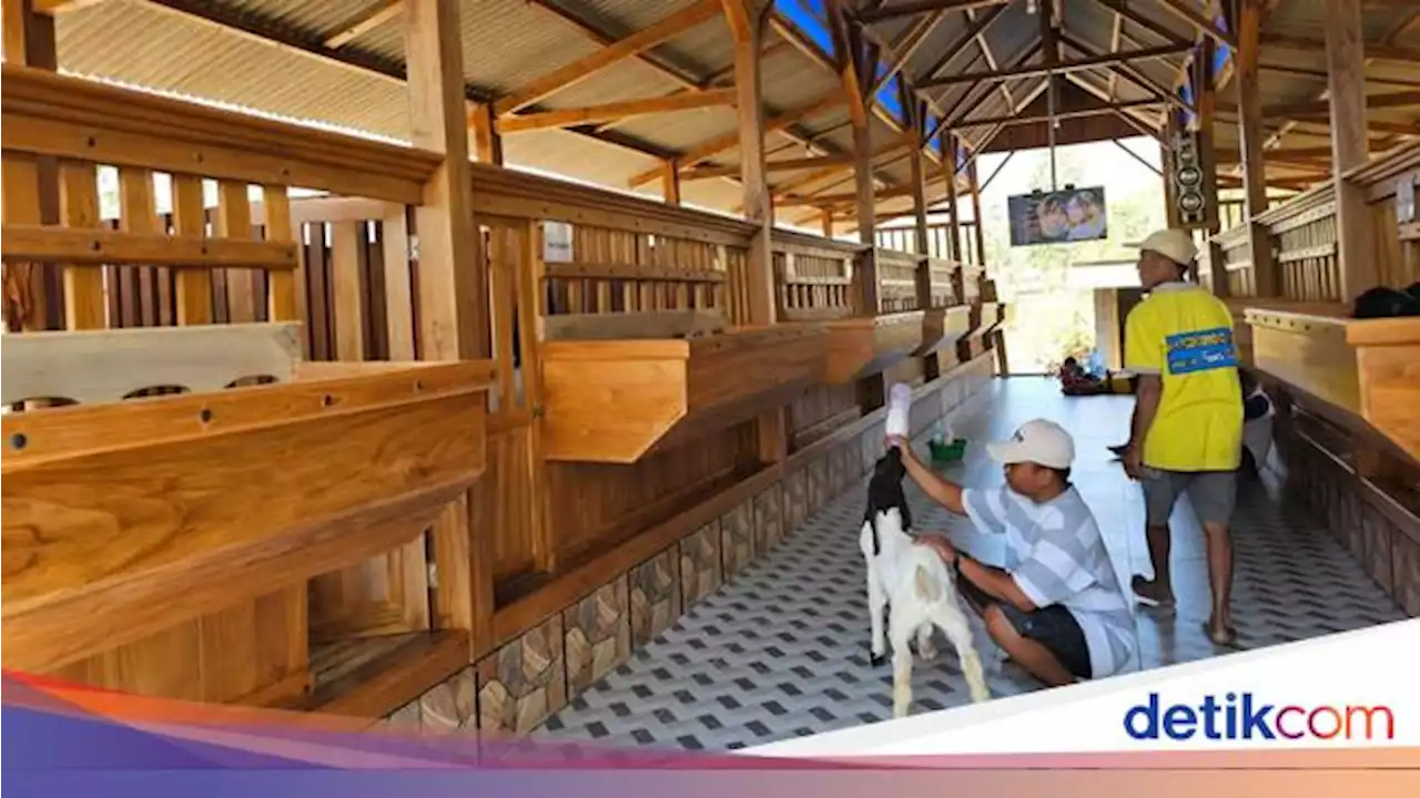 Hobi Nongkrong Pasutri di Balik Mewahnya Kandang Kambing Tuban