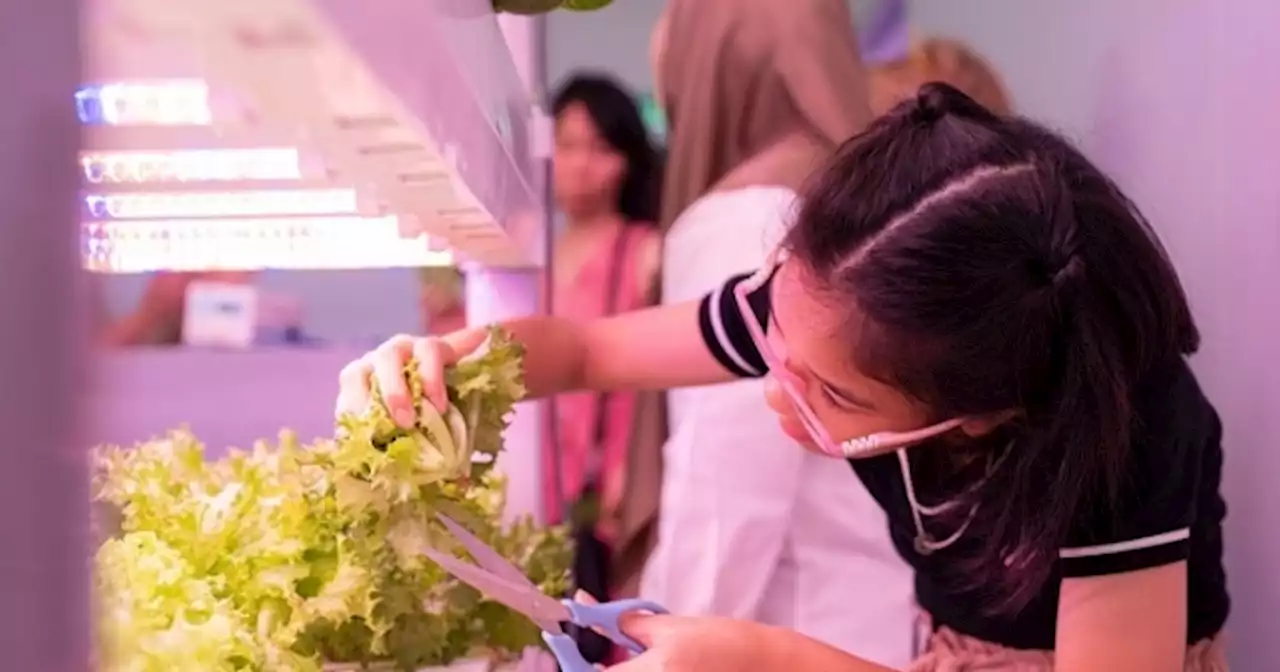 Agritech startup, Agroz launches 8k sq ft vertical farm in mall in KL