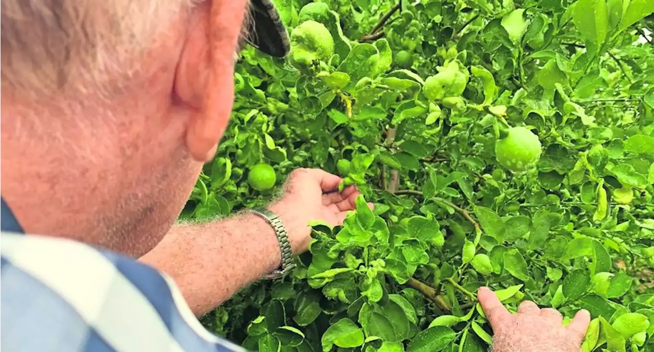 “Denunciamos y nos matan”, aseguran limoneros